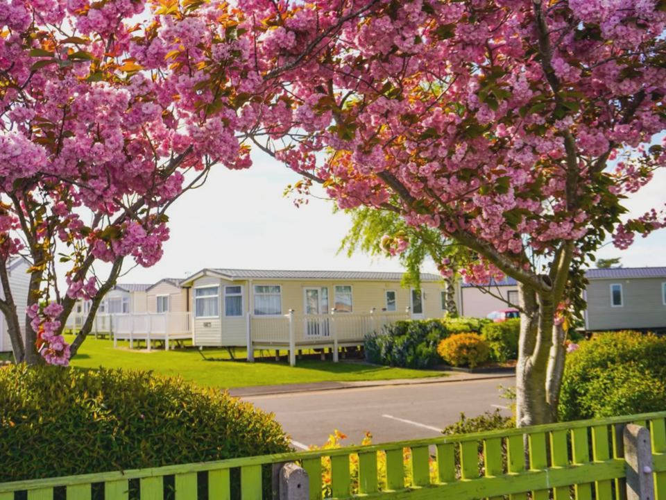 Caravans among blossom