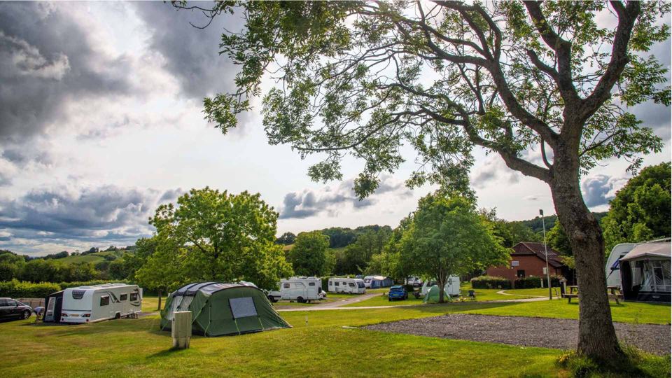 Grass pitches under a tree