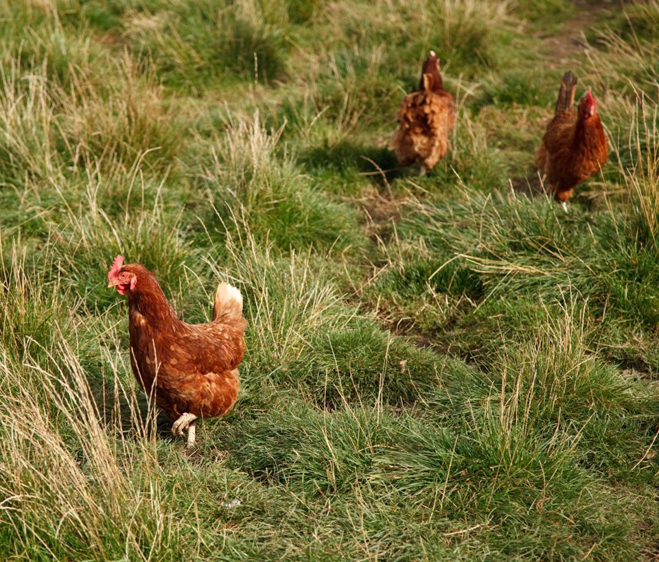 Hens in the field