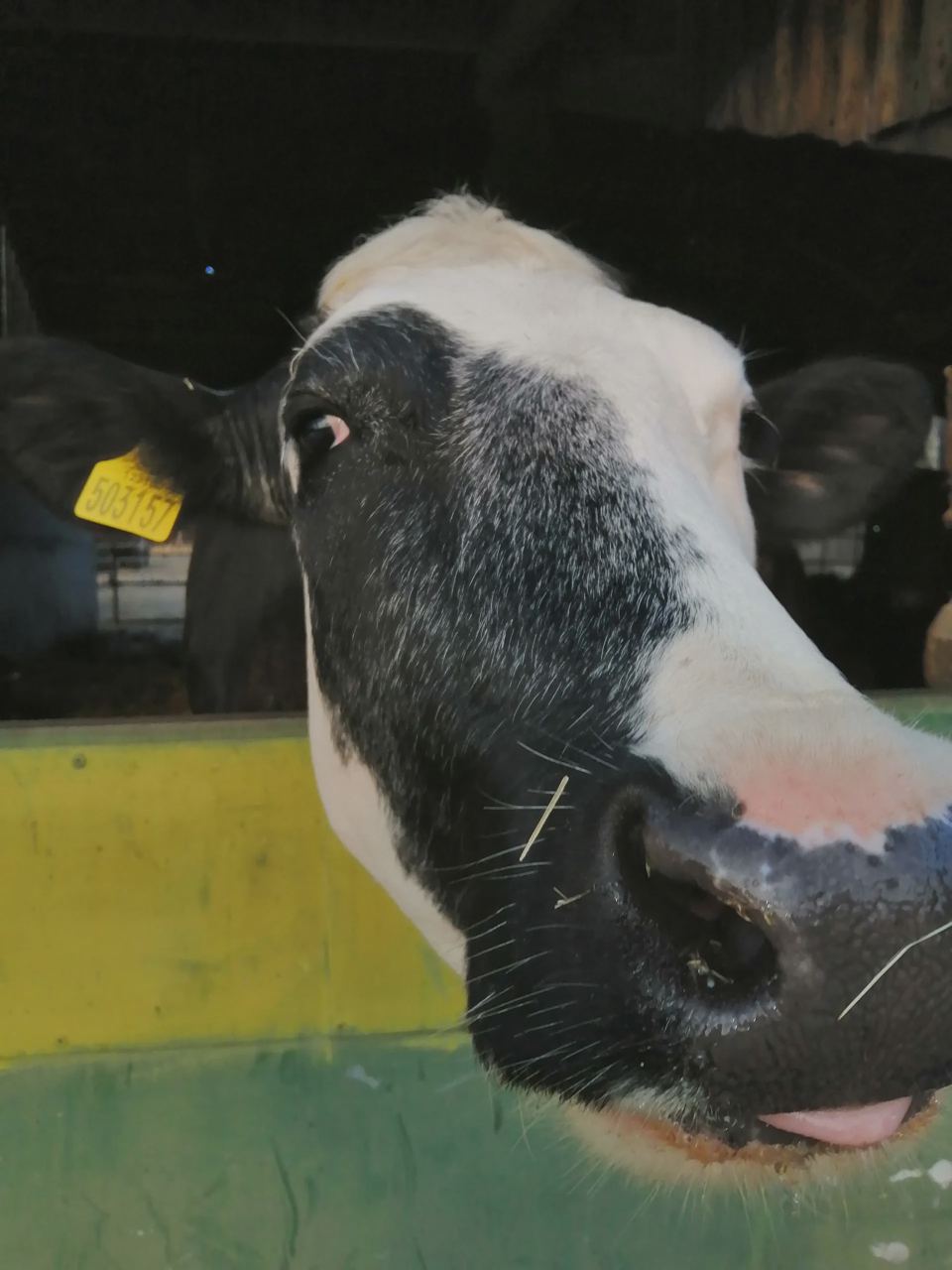 Cow on the farm