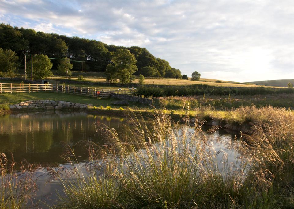 Fishing pond at dusk