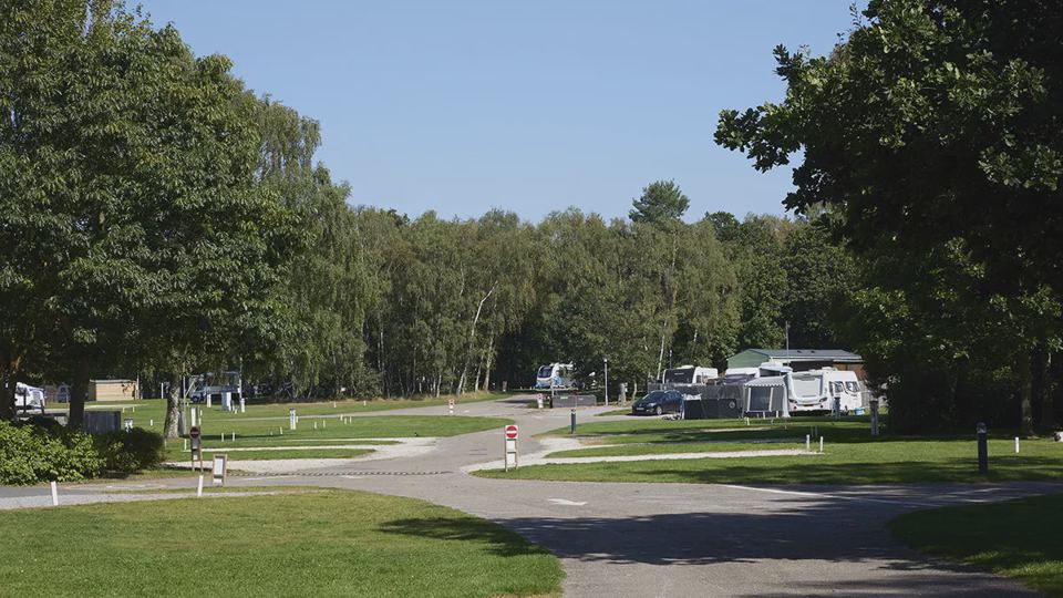 Site road through woodland