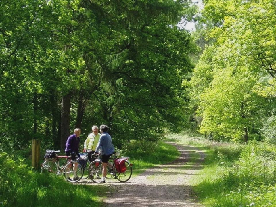 Cyclists on a woodland track
