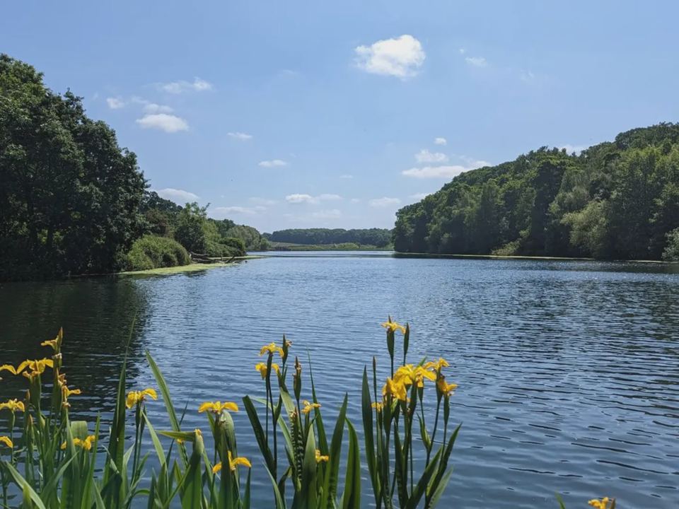 Lake in the woods