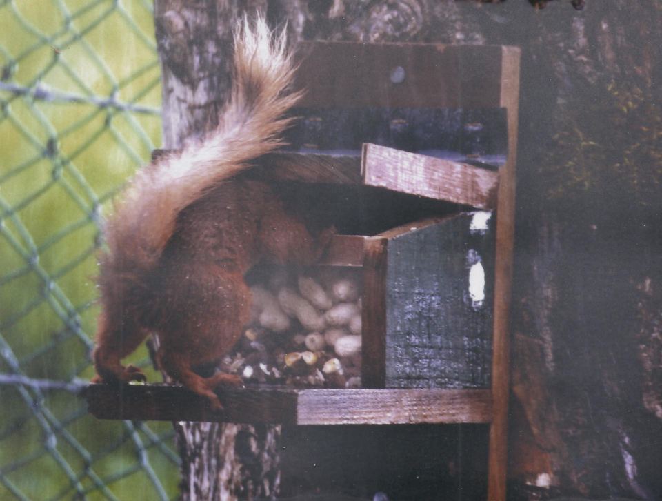 Red squirrel at a feeder