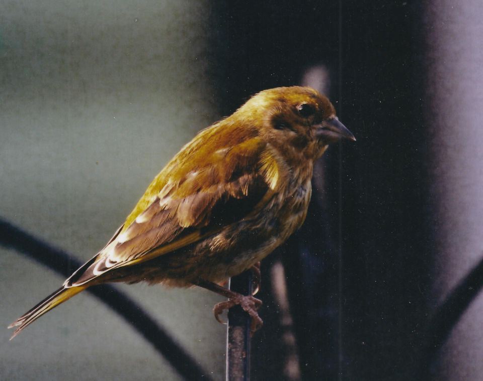 Bird perched by the fence