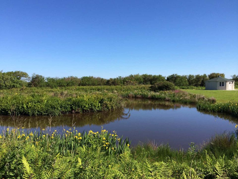 Pond with reeds and cabin