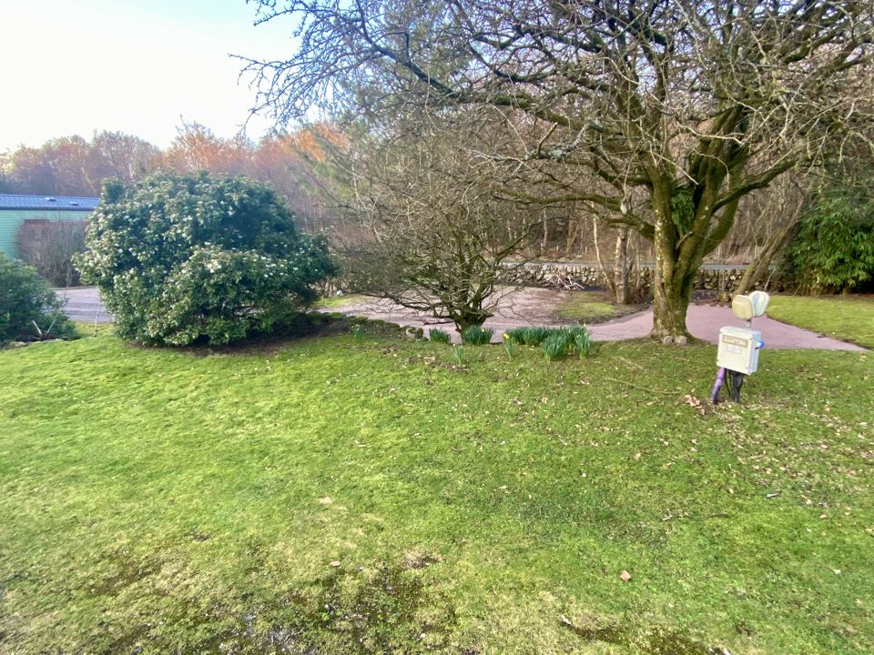 Lawn and trees