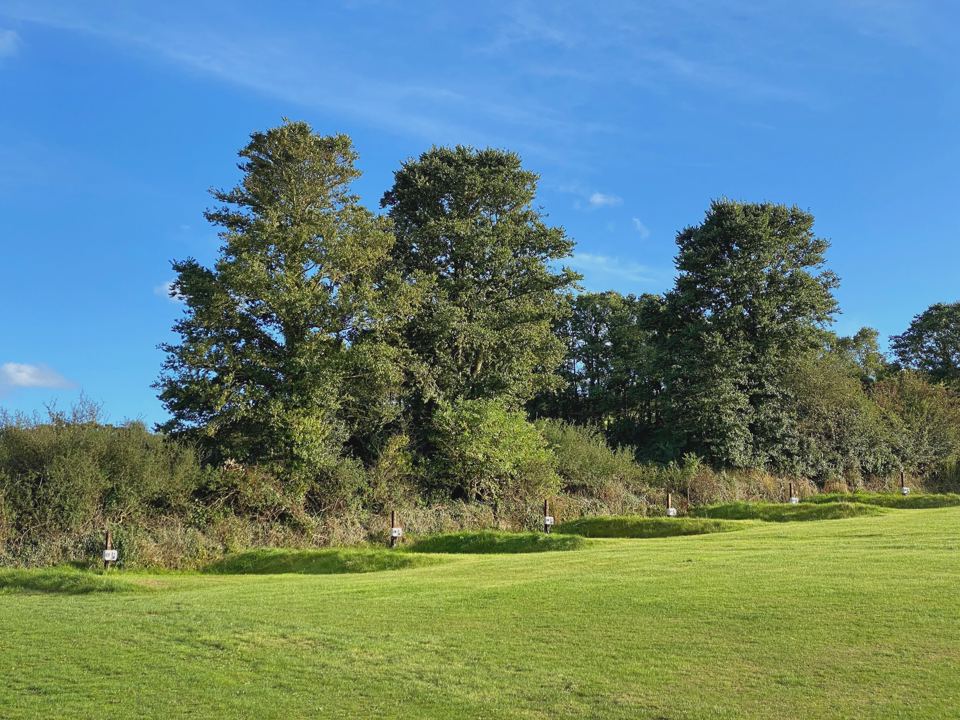 Trees and grass on the hill
