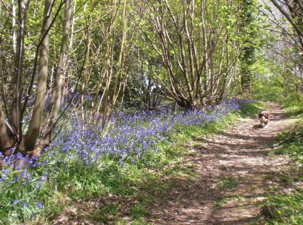 Bluebell path near the park