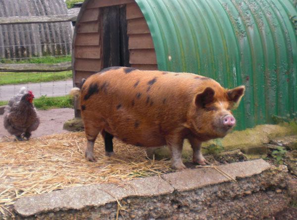 Pig outside its shelter