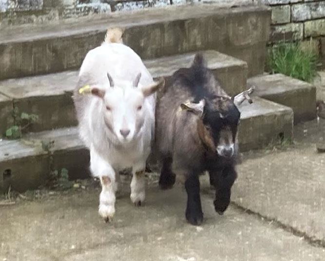 Pygmy goats