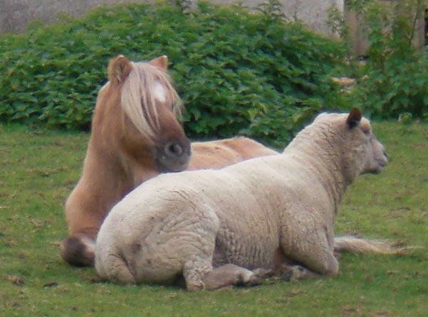 Pony and sheep