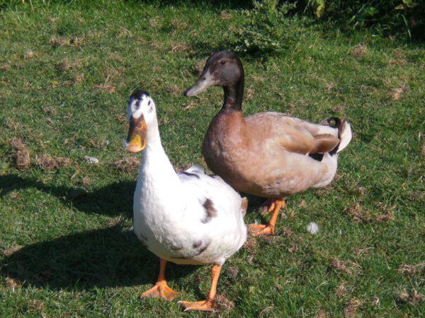 Ducks on the grass