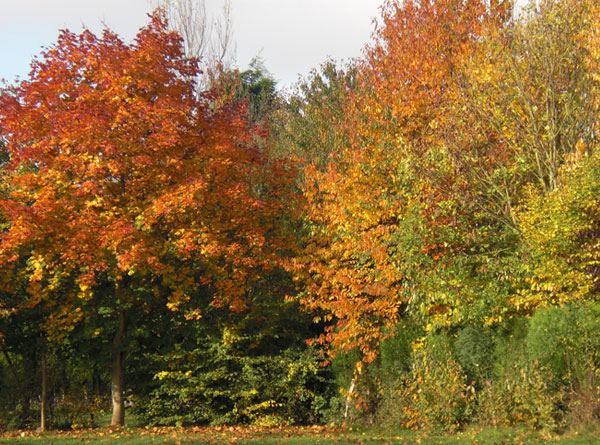 Autumn trees on the park