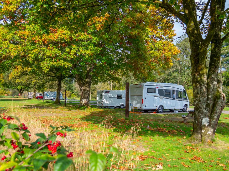 Motorhomes under the oaks