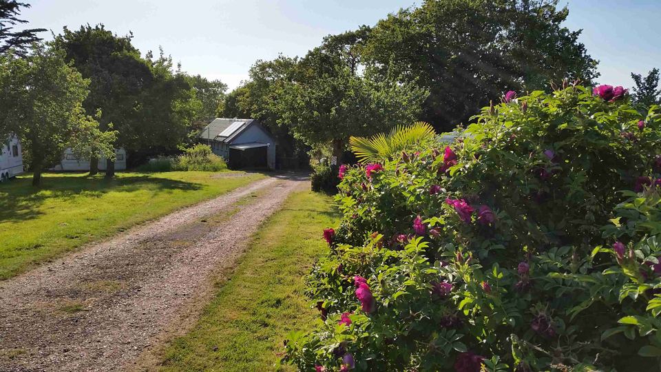 Farm track lined with roses