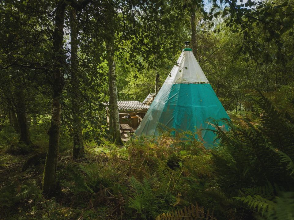 Kata tent in the birch wood