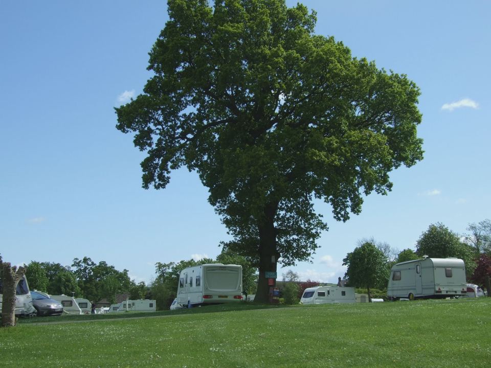 Tourers beneath a big oak