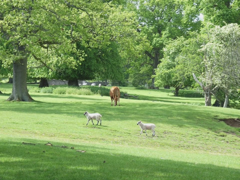 Sheep in the parkland