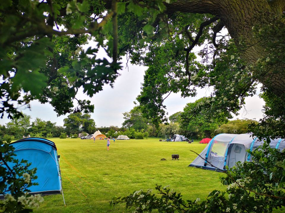 Tent pitches under the oaks