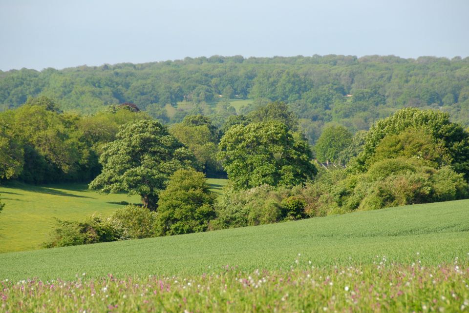 Wooded Cotswold valley view