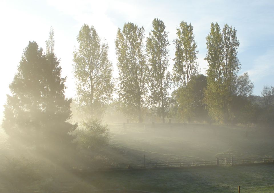 Morning mist over the field