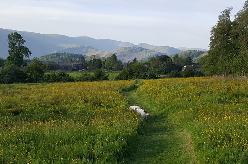 Meadow path with mountain view