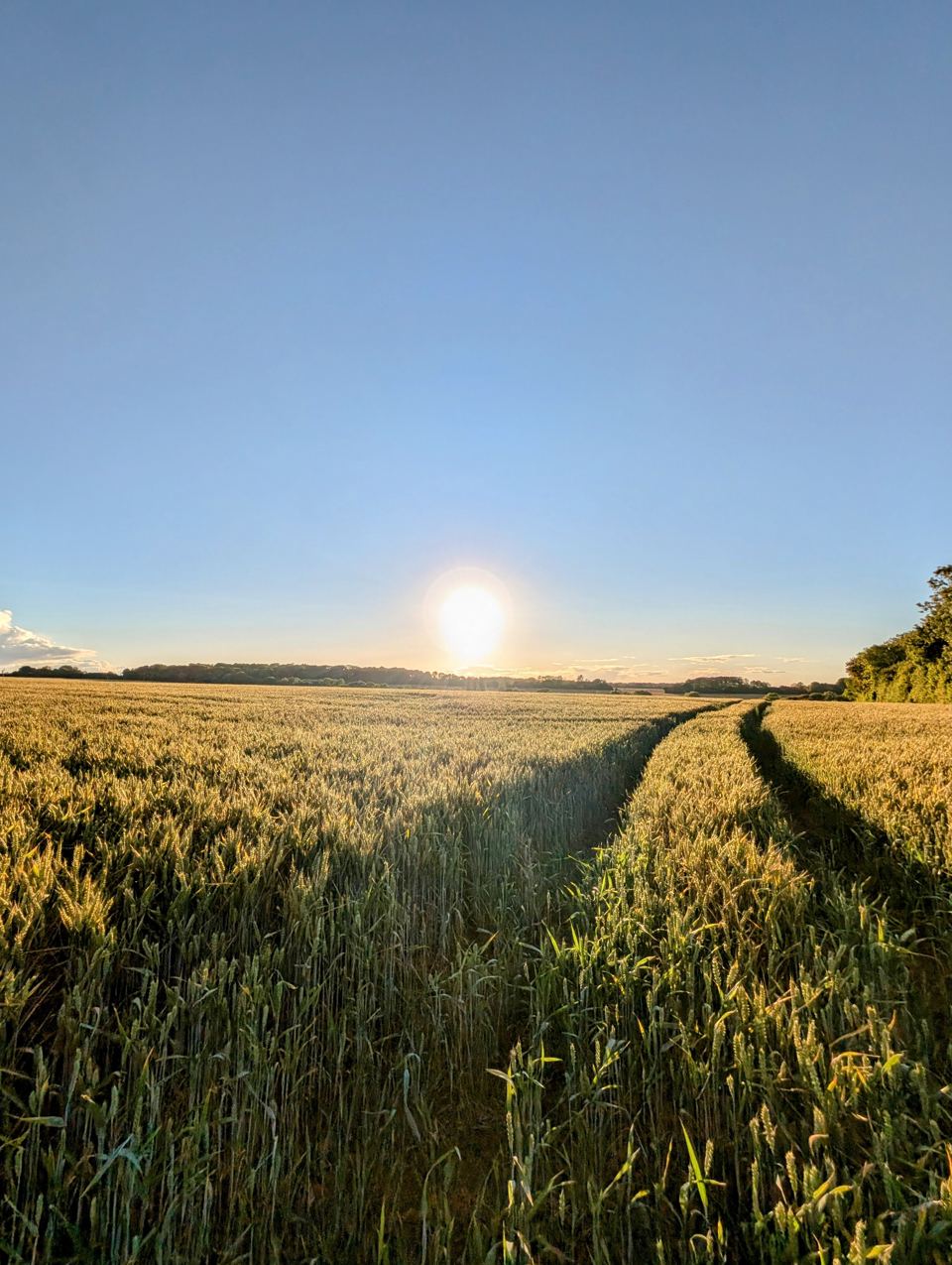 Sunset over the wheat