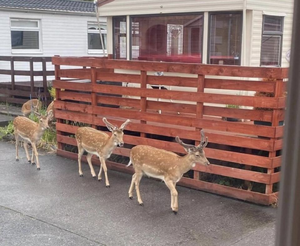 Fallow deer on the park