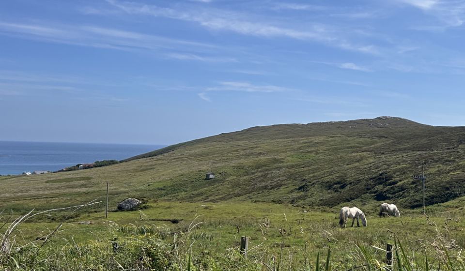 Ponies on the hillside