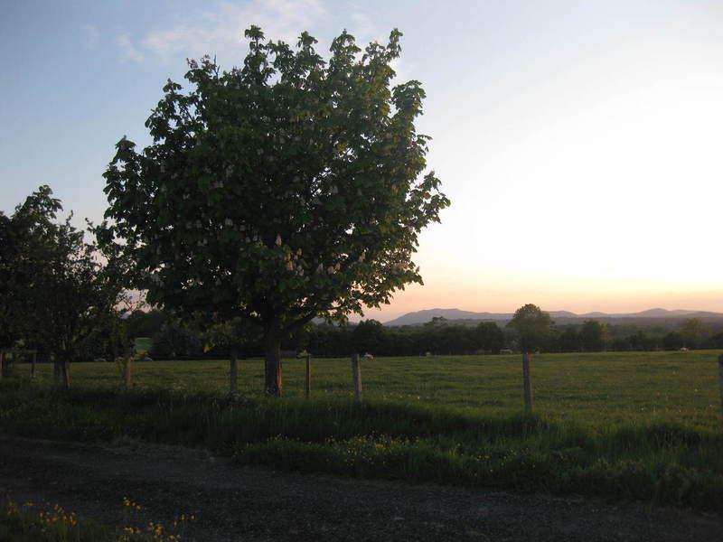 Tree silhouetted at sunset