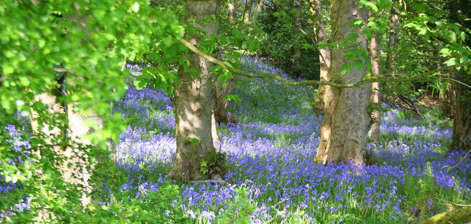 Bluebells in the woods