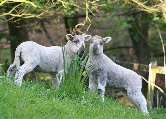 Lambs on the farm