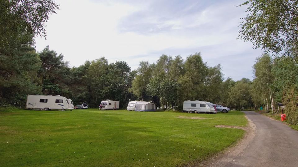 Grass pitches among pines