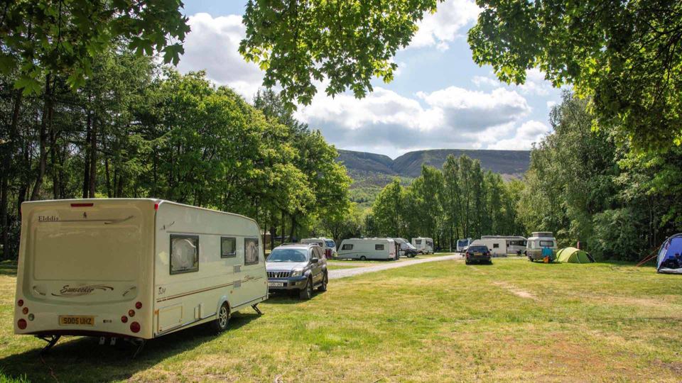 Grass pitches under the trees