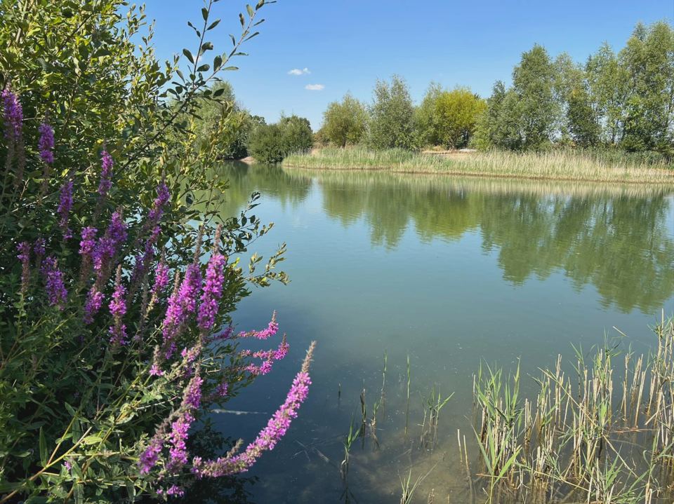 Fishing lake with reeds