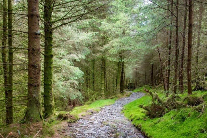 Forest track nearby