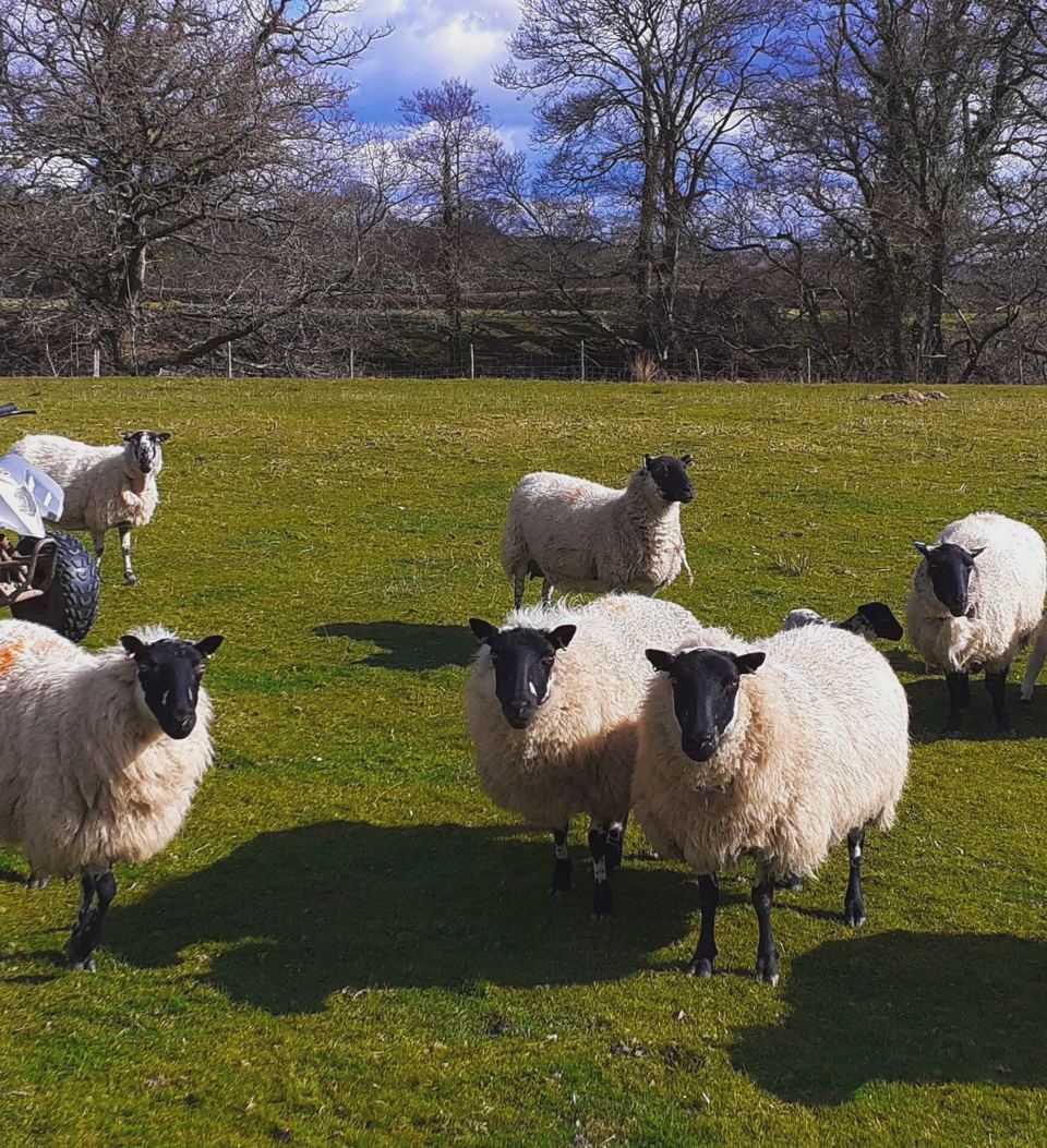 Sheep in the meadow