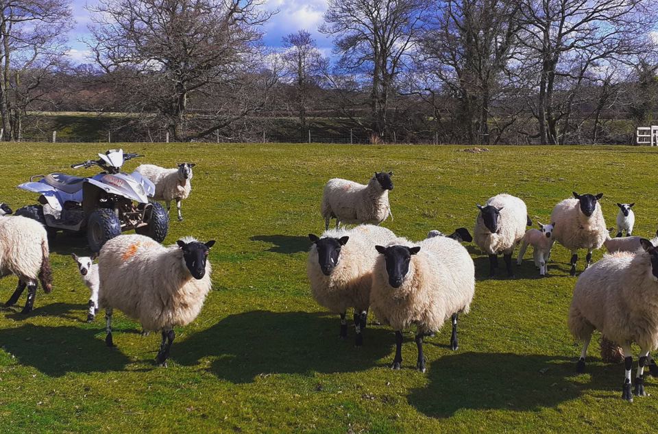 Flock on the farm