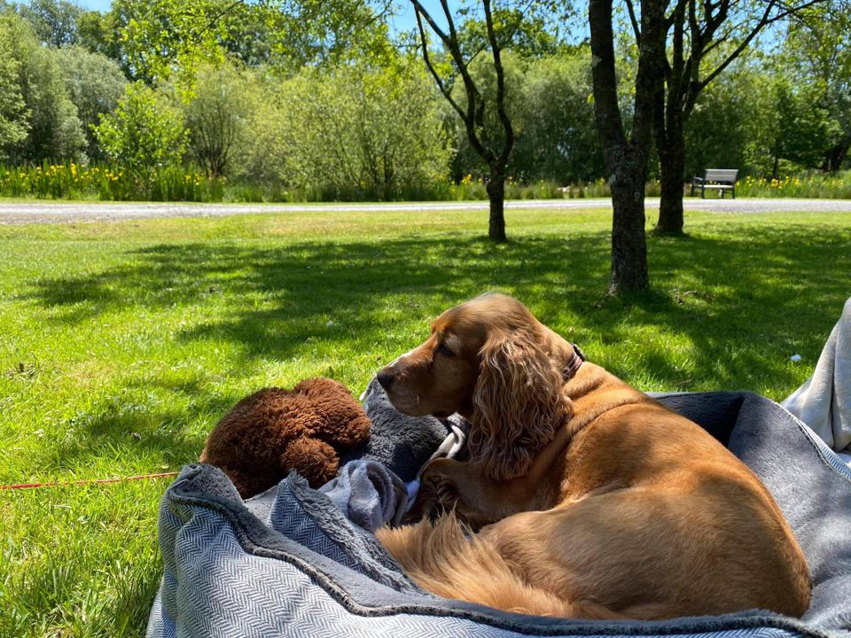 Dog relaxing on the grass
