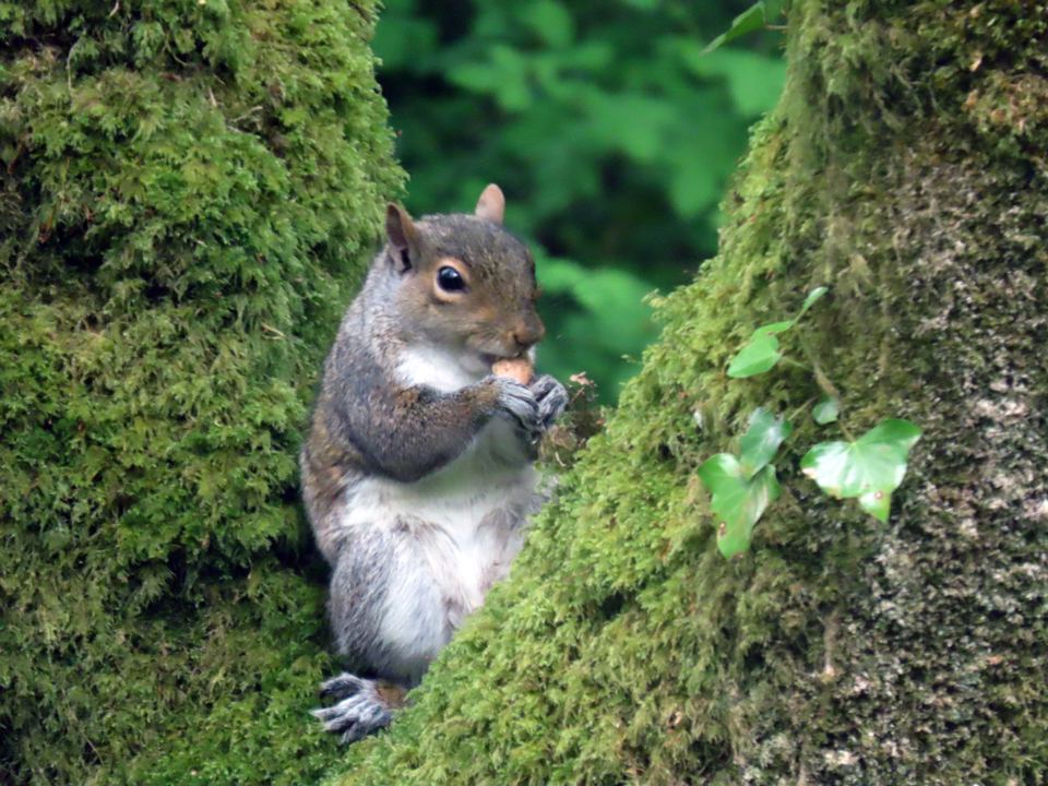 Squirrel in the trees