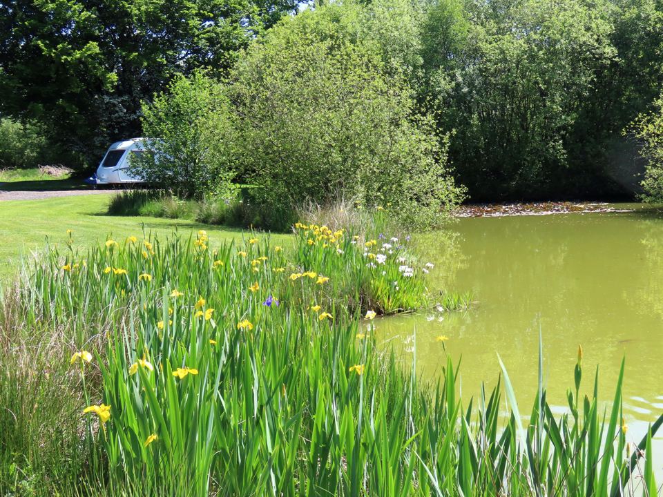 Pond edge with a caravan behind