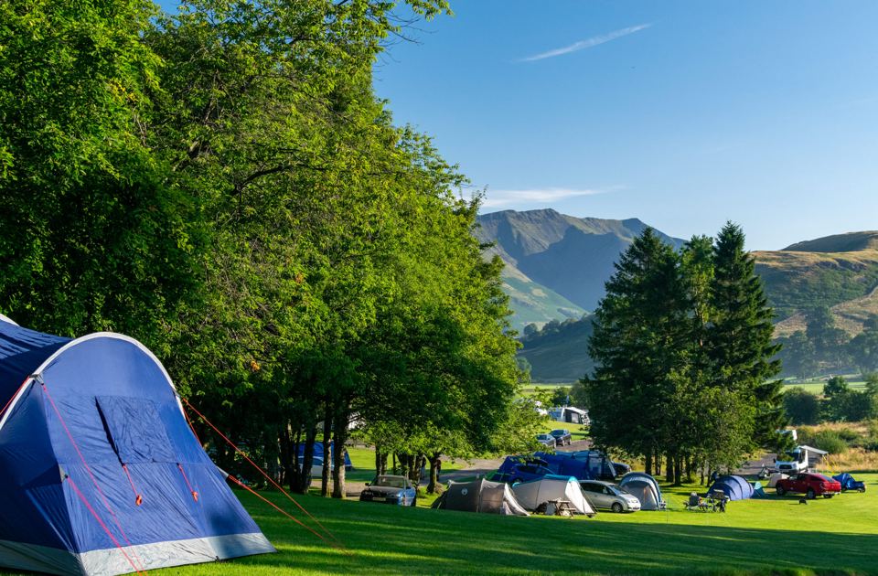 Tents pitched under tall trees