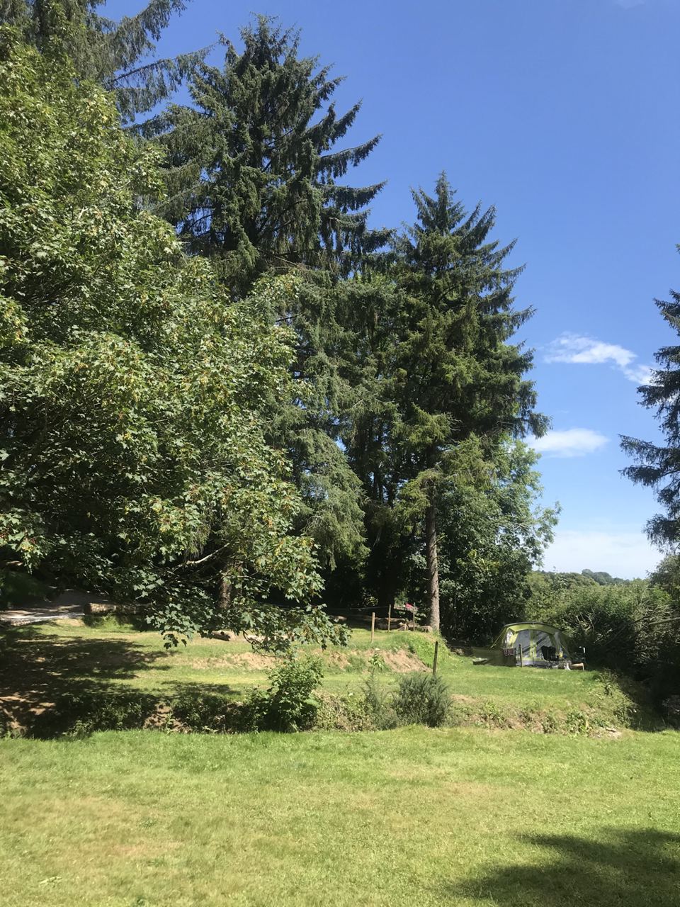 Grassy field among trees