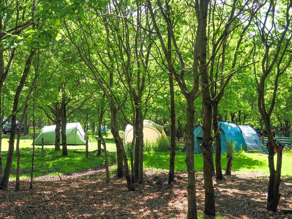 Tents among the trees