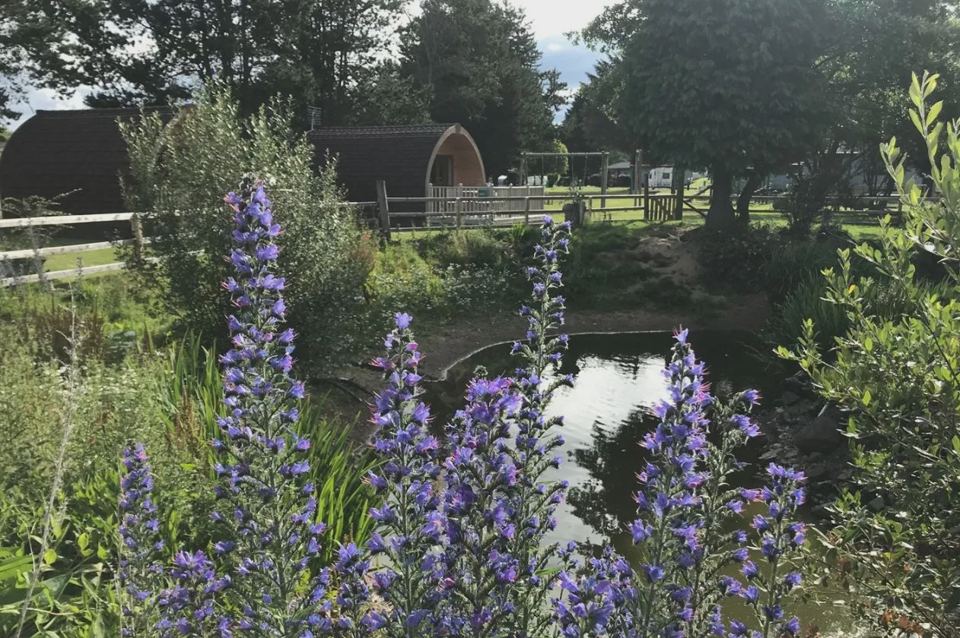 Glamping pod by the pond
