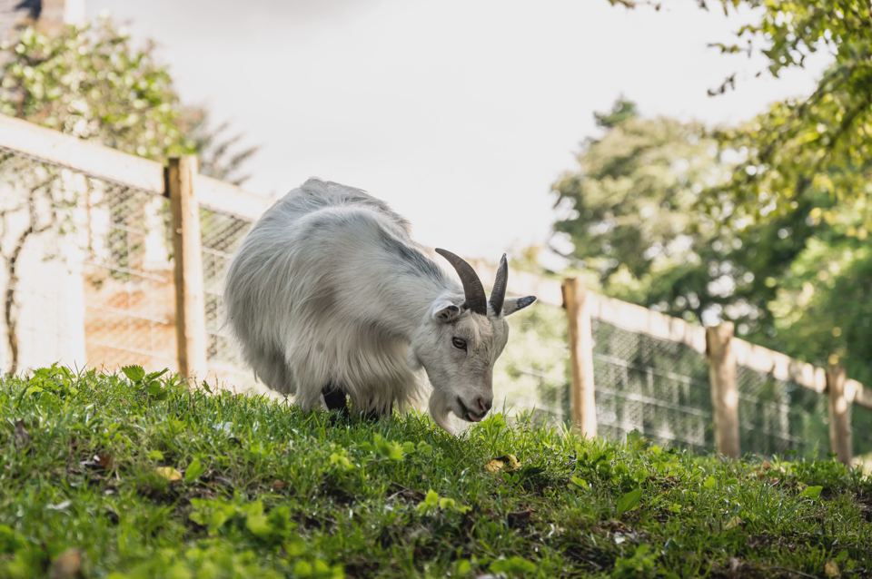 Goat on the site