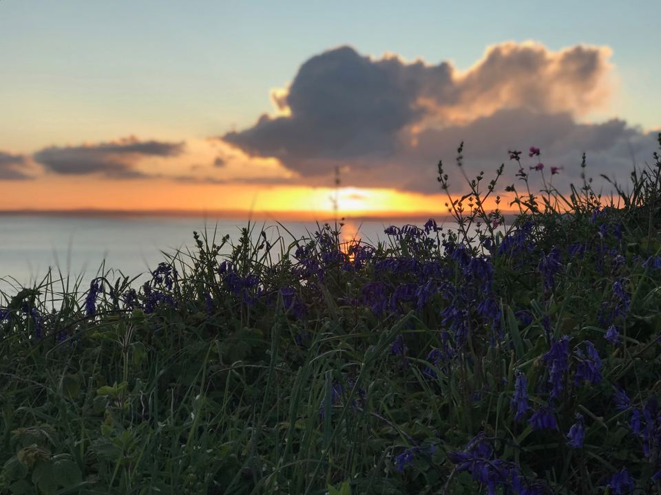 Sunset over the water through the grass