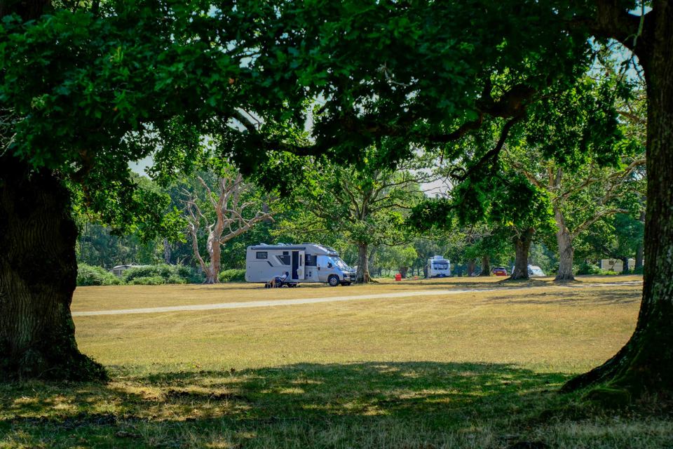 Wide grass area beneath oaks